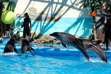 Дресировані дельфіни №25563