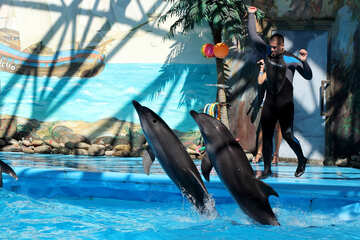 Delfines de entrenamiento №25564