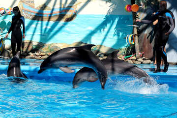 Trabajar con delfines №25562