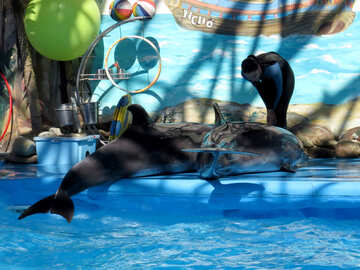 Дельфіни лежать на суші №25167