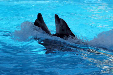 Pair of dolphins №25526