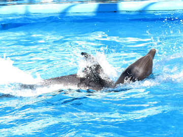 Los delfines juegan №25203