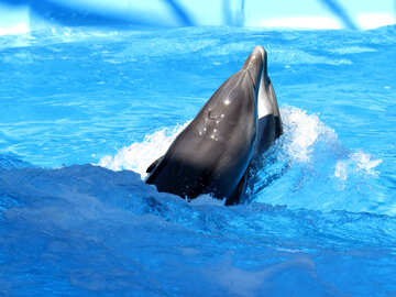 Los delfines juegan №25205