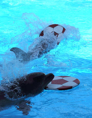Los delfines juegan №25541