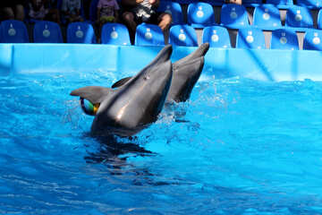 Delphine schwimmen vor №25556