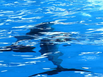 Delphine schwimmen im Wasser №25490