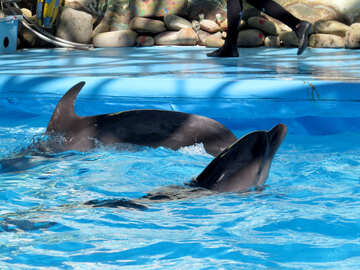 Diversión con delfines №25370