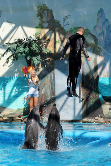 Saltar con delfines №25131