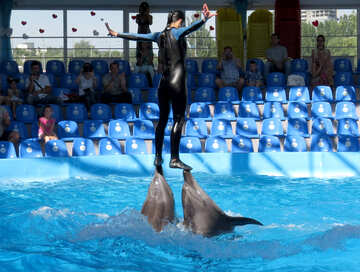 Los delfines son gente en sus narices №25164