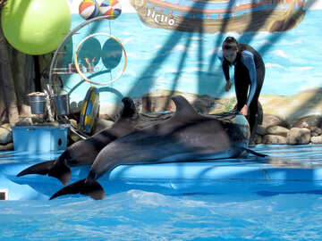 Навчання дельфінів №25364