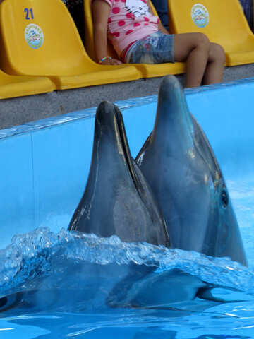 Dos delfines №25329