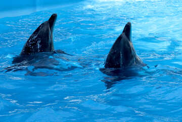 Dos delfines №25358