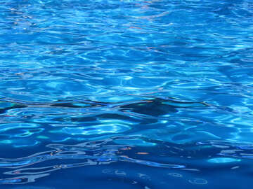 Дельфіни під водою №25501
