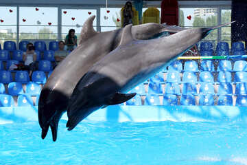 Delfines saltando №25548