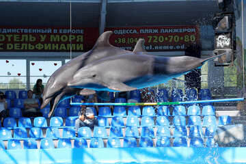 Saltando i delfini №25549