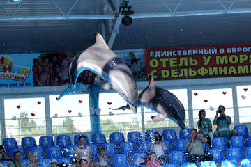Стрибають дельфіни №25560