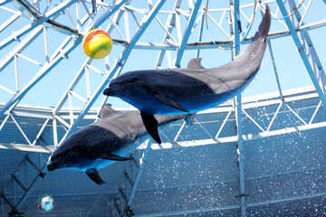 Saltando i delfini №25572
