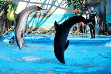 Delfines saltarines №25575