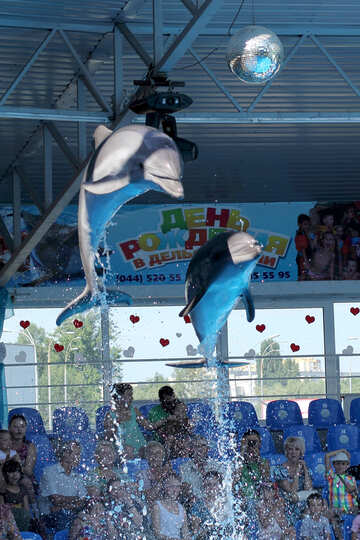 Saut de dauphins dans le delphinarium №25568
