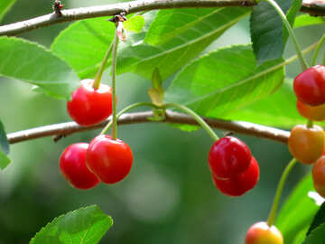 Green cherries №25977