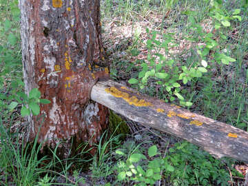 ベンチは木で埋められる №25063