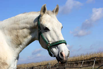 Caballo blanco №25811