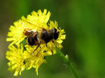 Pollination №25008