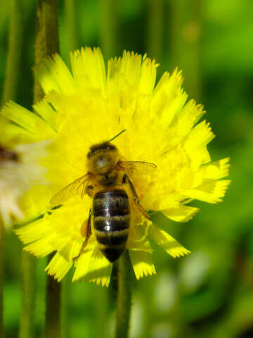 Бджола запилює квітку №25014