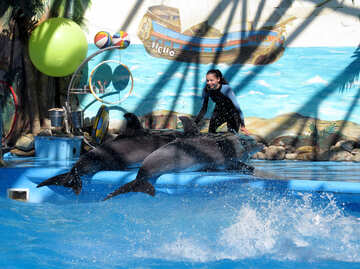 Entrenador de delfines №25362