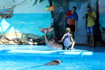 Знімок з дельфііном №25296