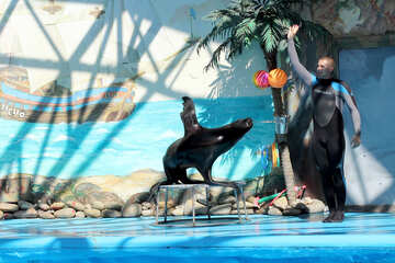 Cirque avec des animaux marins №25246