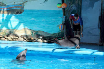 Trained dolphins №25297