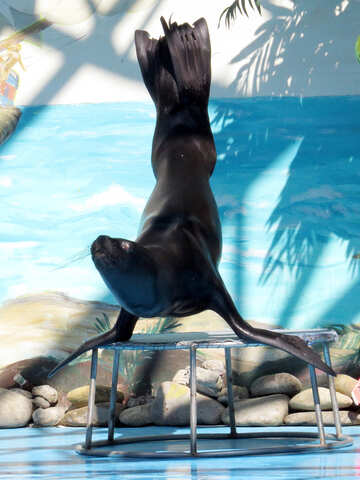 Sea ​​lion is on the front flippers №25398
