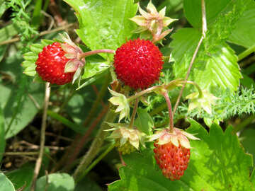 Beautiful strawberry №25999