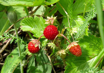 Strawberry bush №25997