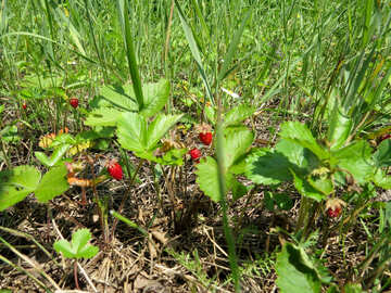 Strawberry Meadow №25045