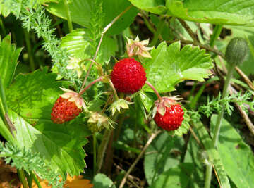Wild strawberry №25998