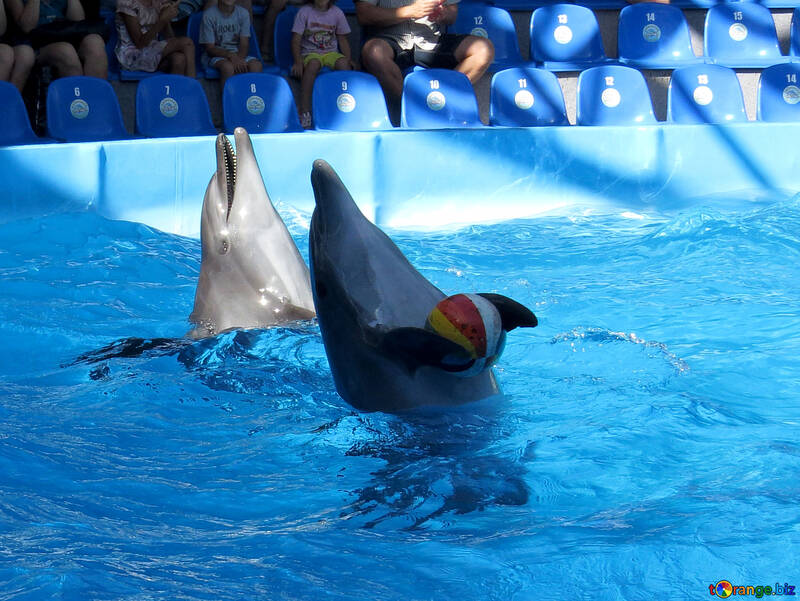 Дельфіни несуть м`ячі №25356