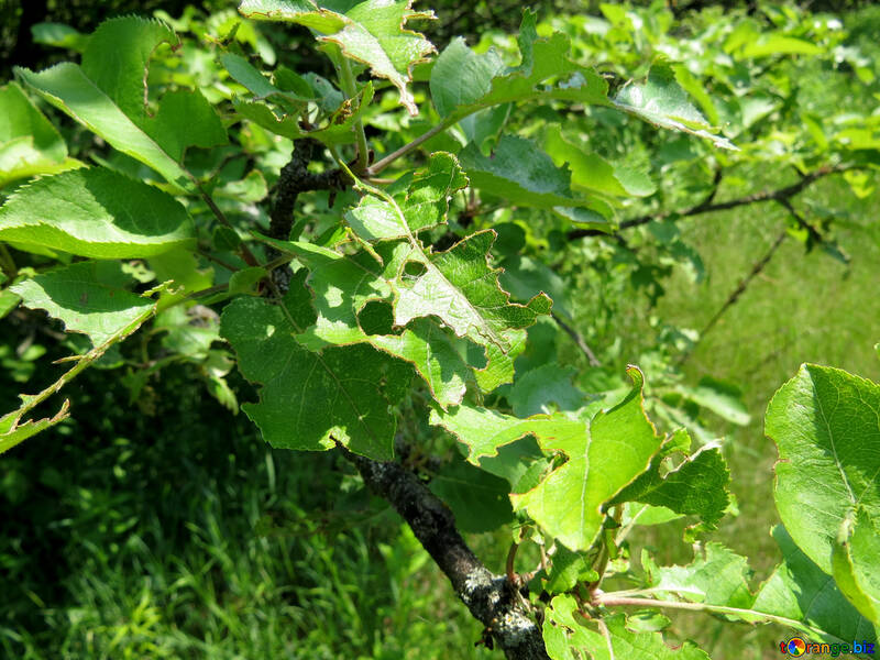 Coleotteri nibbled foglie №25055