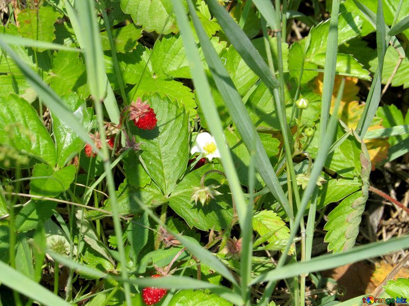 Strawberries in the grass №25046