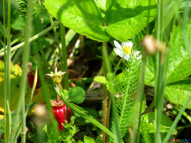 Strawberries in the grass №25053
