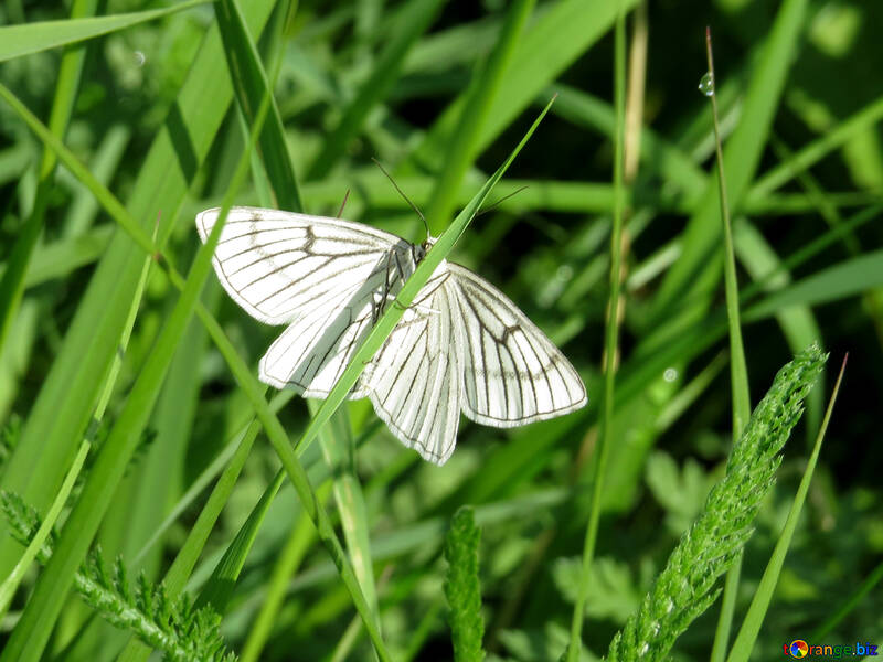 Farfalla bianco luminoso №25937