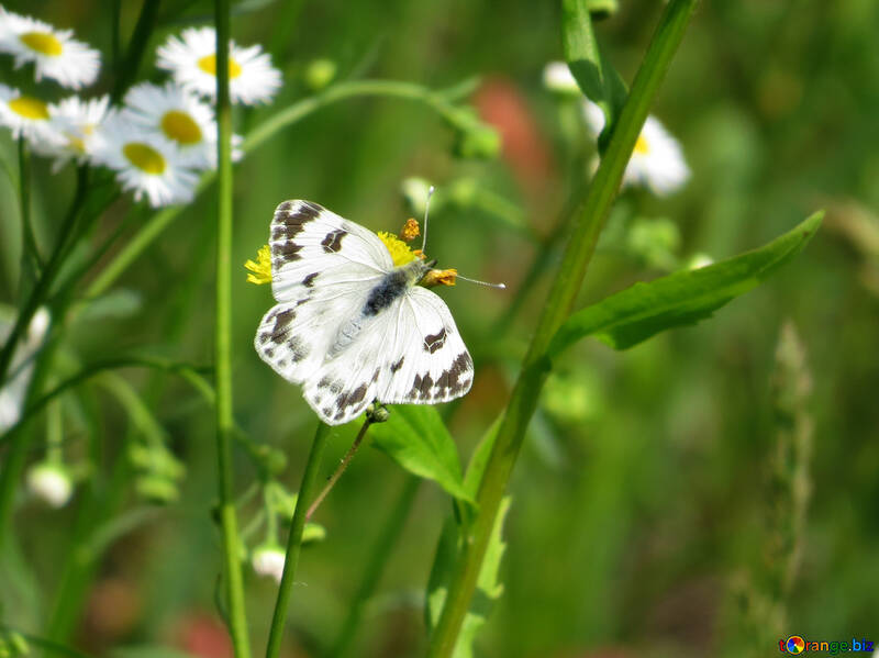 Borboleta borboleta branco №25910