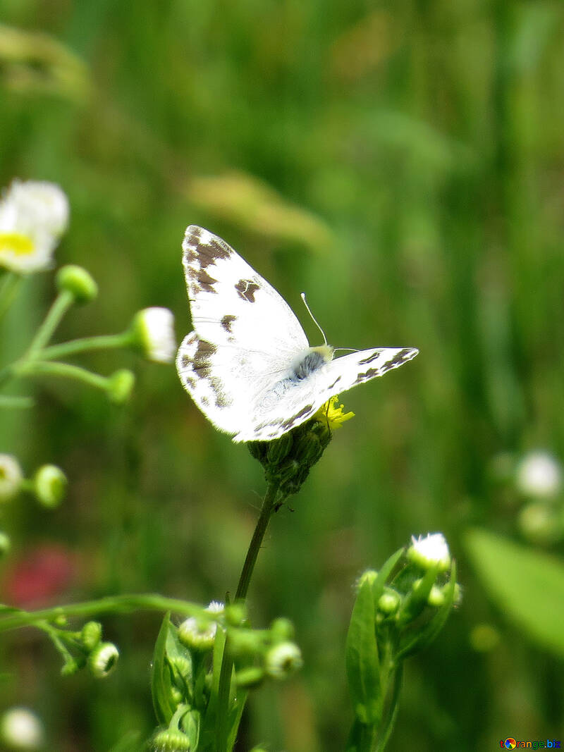 Papillon avec ailes blanches №25911