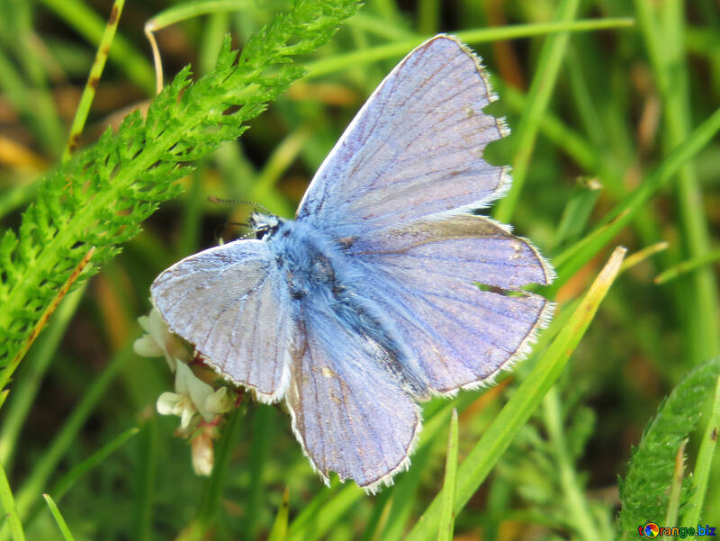 Sky-blue butterfly №25944