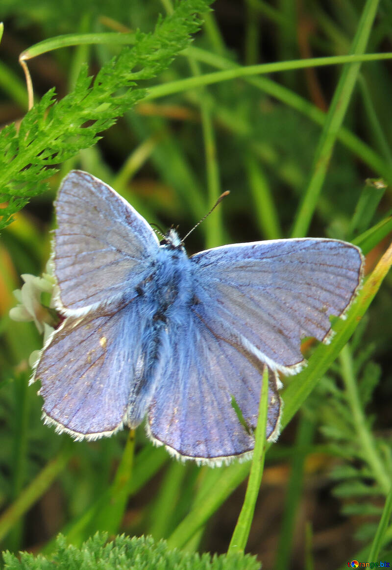 Papillon bleu №25945