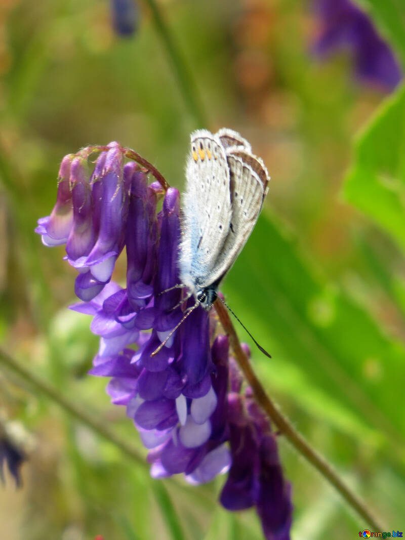 Schmetterling auf helle Blume №25917
