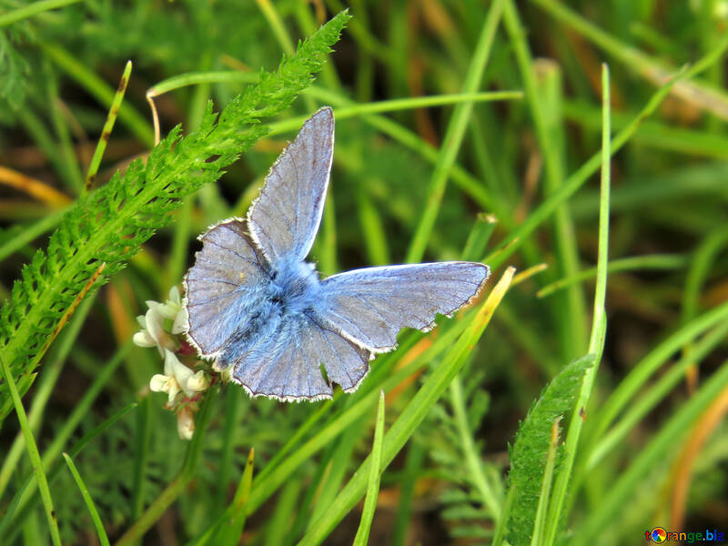 Papillon ailes battu pluie №25946