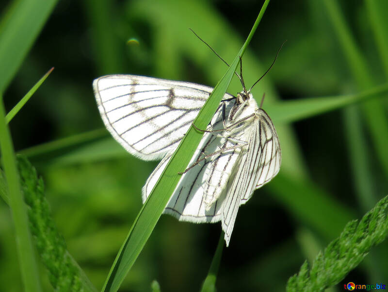 Mariposa sobre hierba №25939