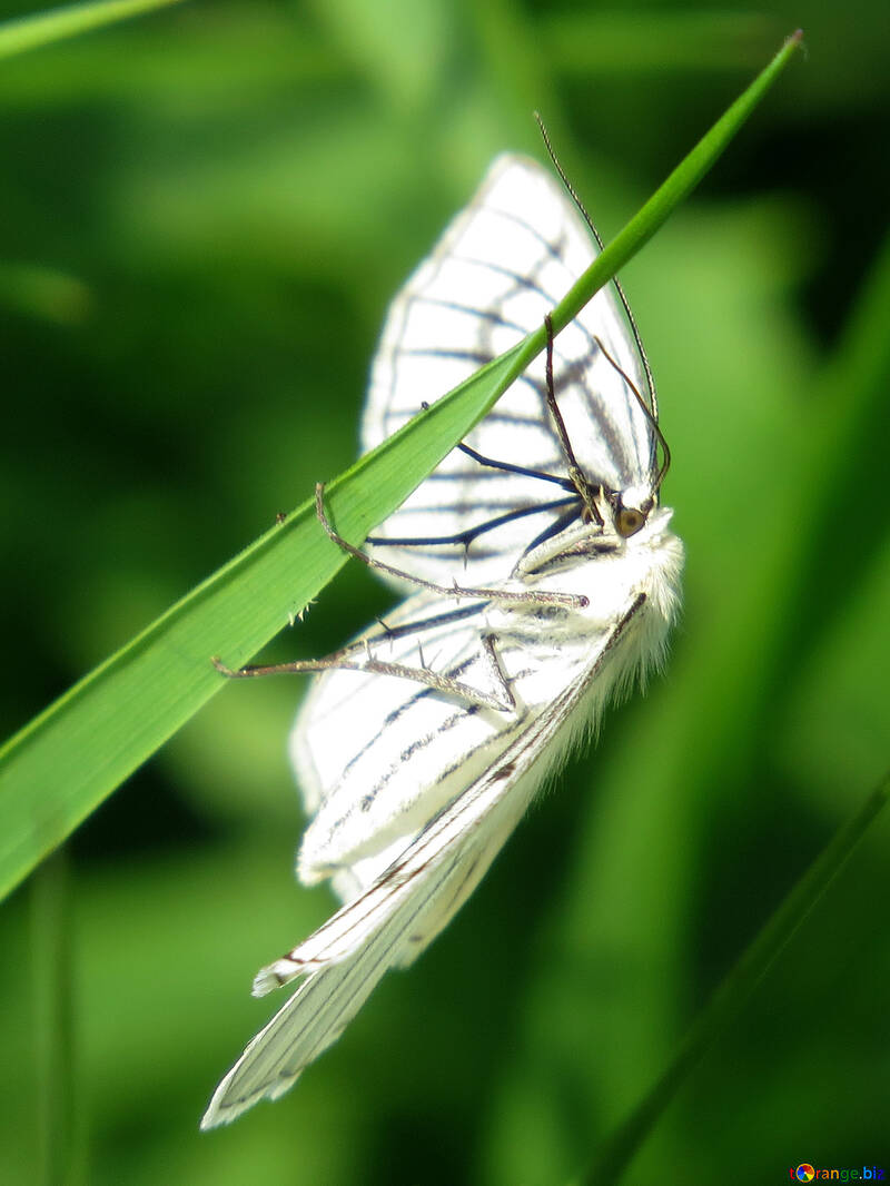 Butterfly №25941
